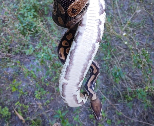 Proven 100% Het Pied Female Ball Python 3149g