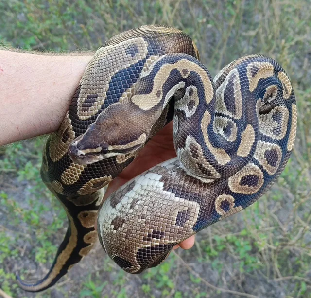 Proven 100% Het Pied Female Ball Python 3149g