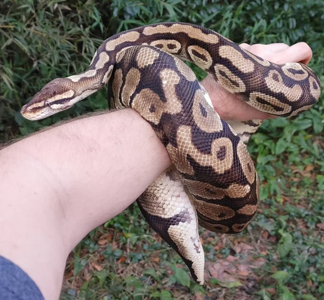 Pastel Ball Python Female 3546g BiG girl!