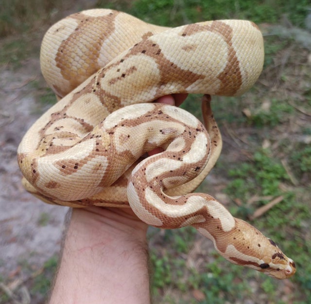 Banana Ball Python Female 1285g
