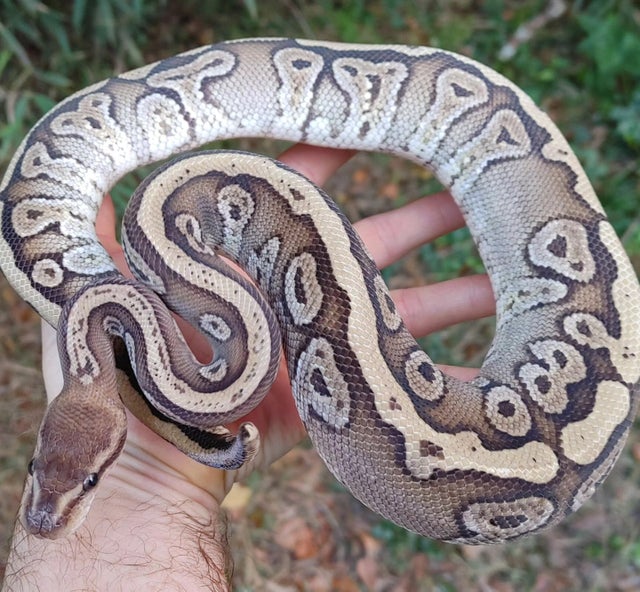 Hidden Gene Woma Mystic Ball Python Female 561g