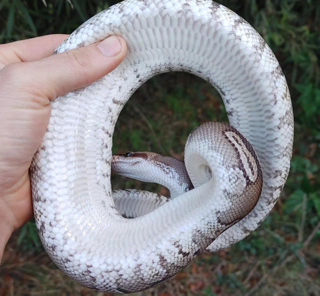 Hidden Gene Woma Mystic Ball Python Female 561g