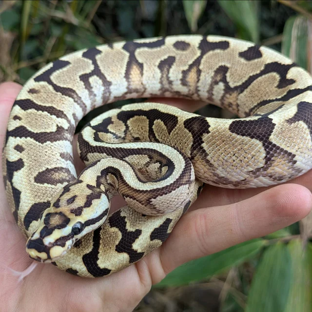 Spotnose Fire Yellowbelly 100% Het Clown Ball Python Male 190g