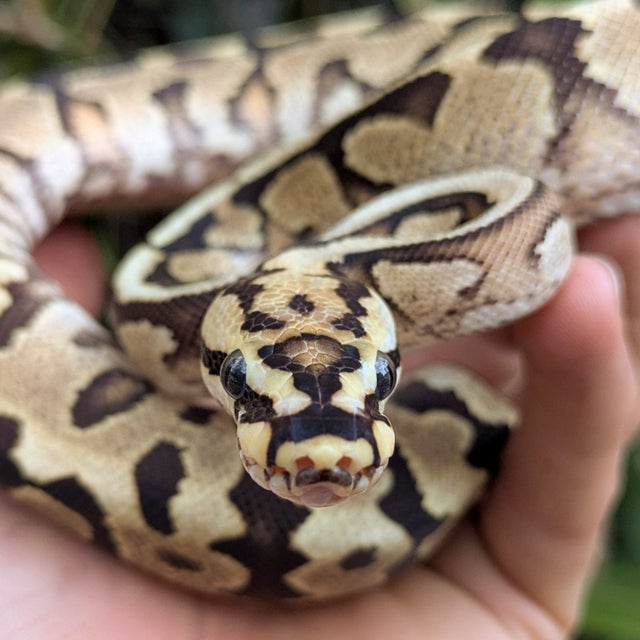 Spotnose Fire Yellowbelly 100% Het Clown Ball Python Male 190g