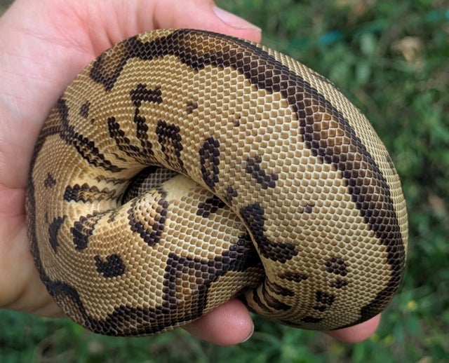 Orange Dream Yellowbelly Clown 100% Het Pied Ball Python Female 330g