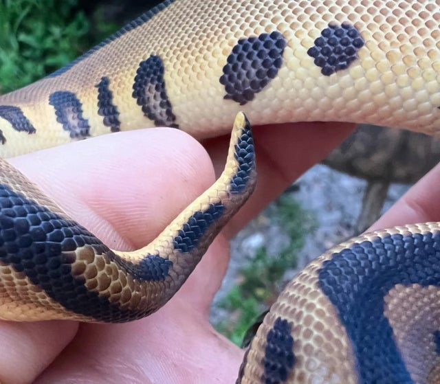 A Leopard Clown Ball Python Female 155g Tiny kink at the tip of the tail