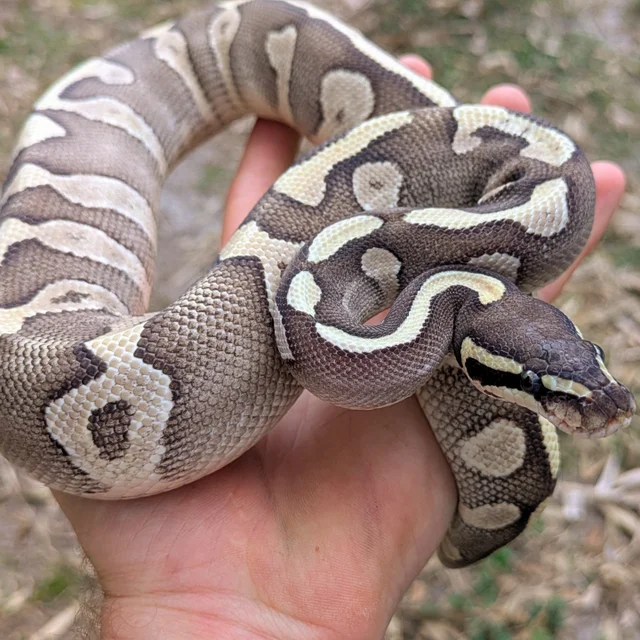 Super Mystic Enchi Ball Python Female 434g