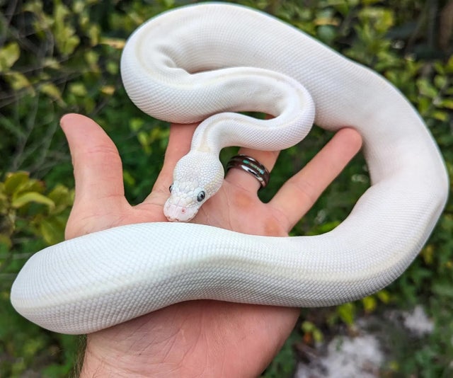 Karma Ball Python Female 447g