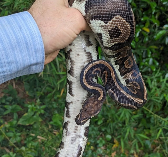 Leopard Specter Ball Python Female 949g
