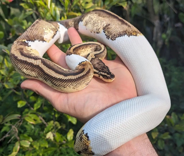A Pastel Pied Ball Python Female 798g