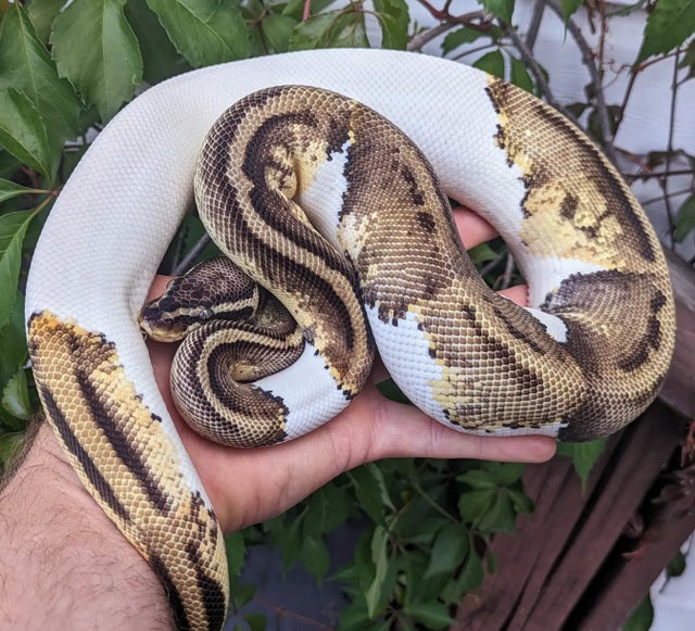 A Pastel Pied Ball Python Female 798g