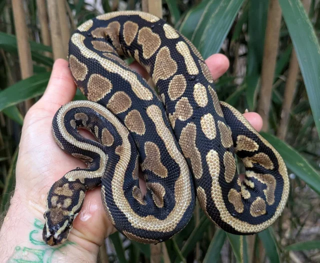 Spotnose Yellowbelly Ball Python Female 358g