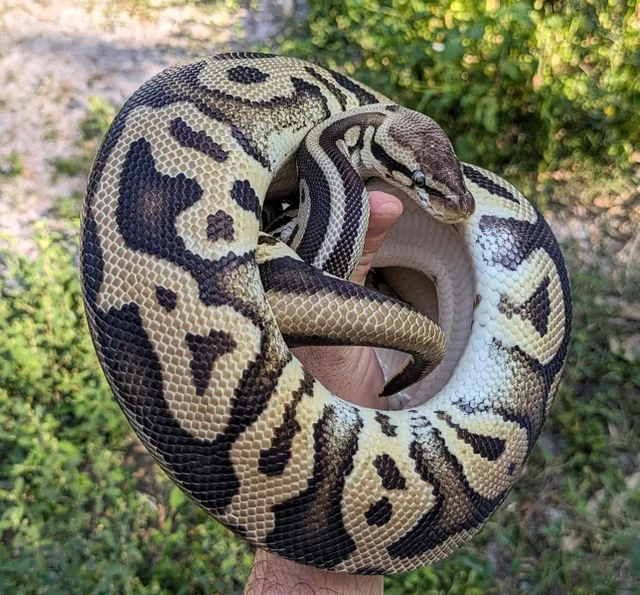 Pastel Leopard Orange Dream Ball Python Female 1460g