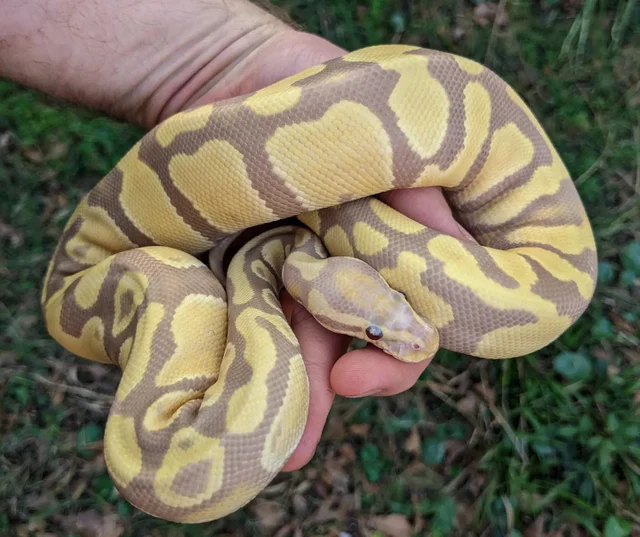 Ultramel Ball Python Female 470g