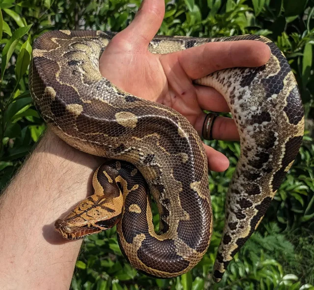 Borneo Short Tailed Python Female Juvenile ~2.5ft