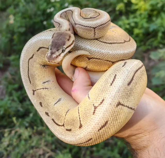 Trojan Spinner Mojave/Mystic Ball Python Female 451g