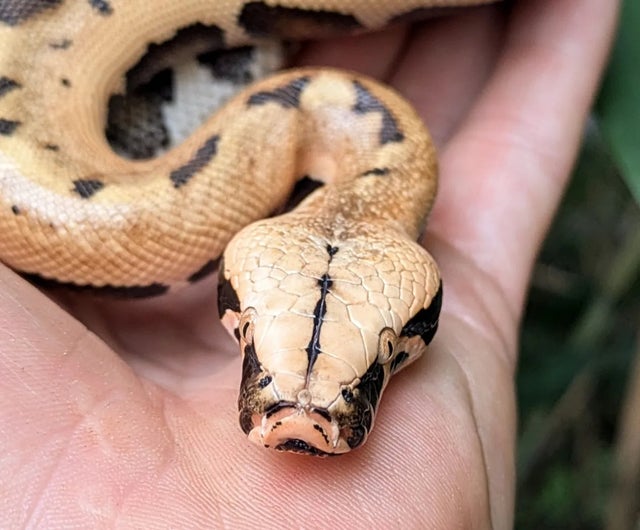 007 ( GoldenEye Matrix) 100% Het T Positive Albino Blood Python Male

~1.5FT