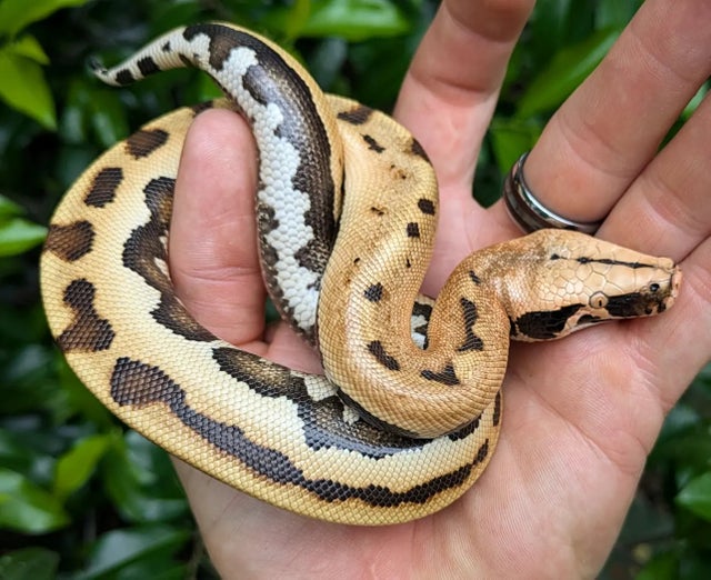 007 ( GoldenEye Matrix) 100% Het T Positive Albino Blood Python Male

~1.5FT