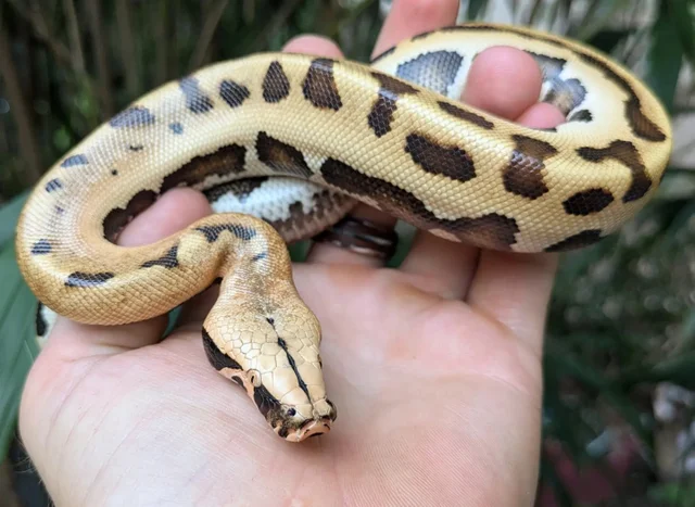 007 ( GoldenEye Matrix) 100% Het T Positive Albino Blood Python Male

~1.5FT