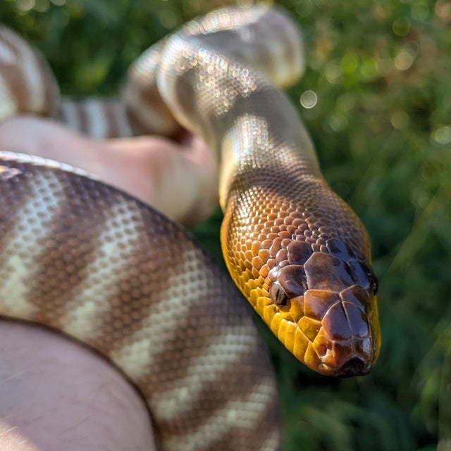 Woma Python Male ~4FT