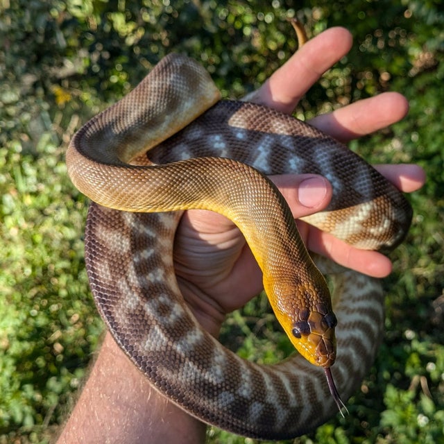 Woma Python Female ~4FT