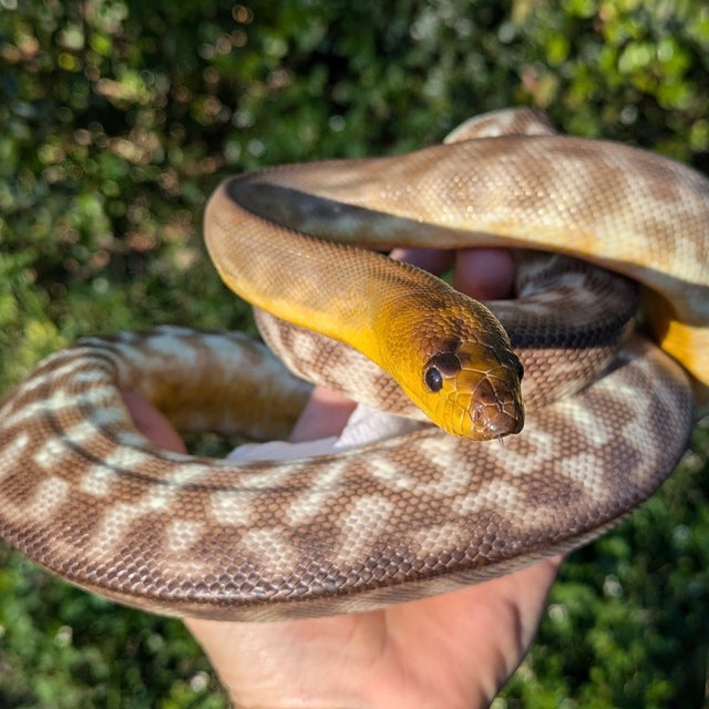 Woma Python Female ~4FT