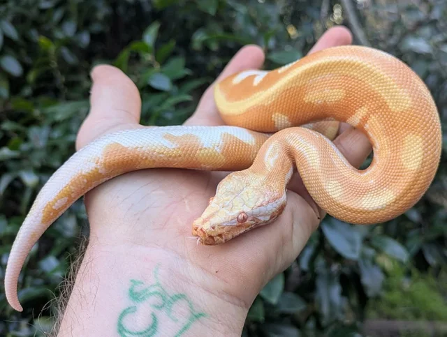 T Negative Albino Blood Python Male ~1.5FT