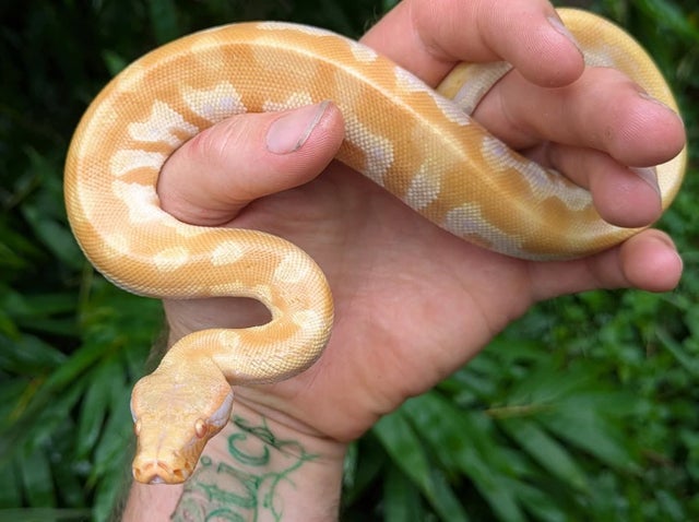 T Negative Blood Python Male ~1FT