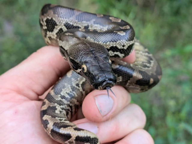 USCBB Sumatran Short Tail Python ~1FT