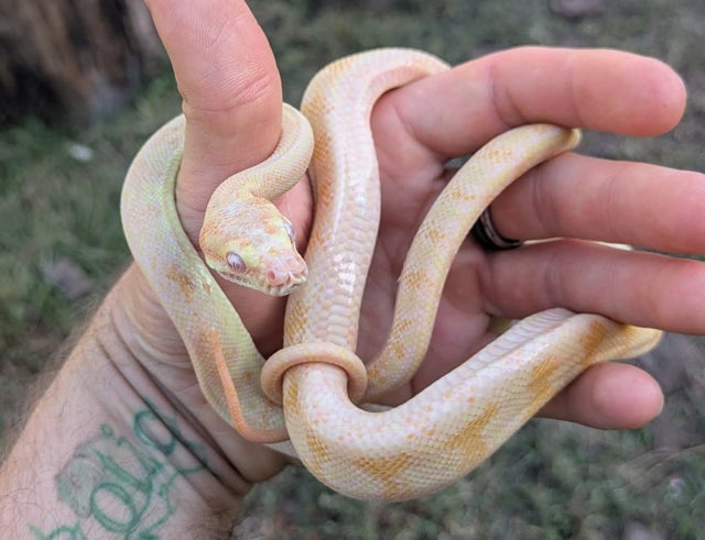 Albino Carpet Python Female ~2.5.FT