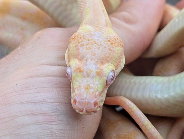 Albino Carpet Python Female ~2.5.FT
