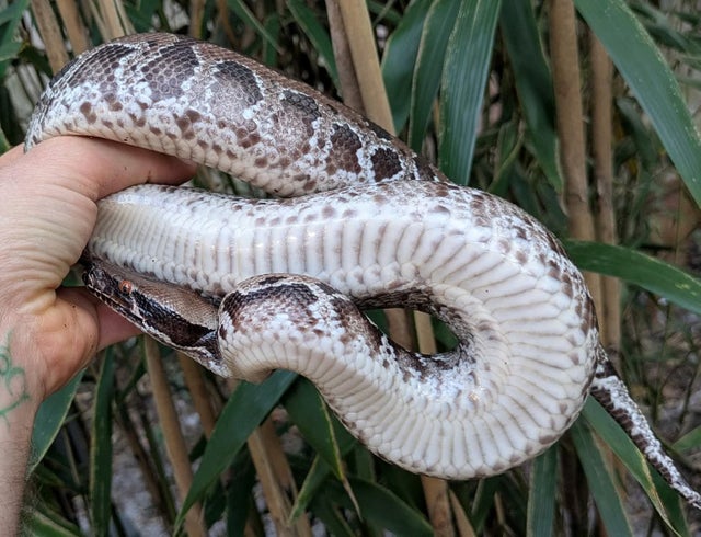 Sumatran Short Tail Python Probable Male ~2FT