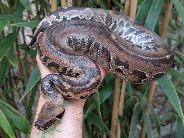 Sumatran Short Tail Python Probable Male ~2FT