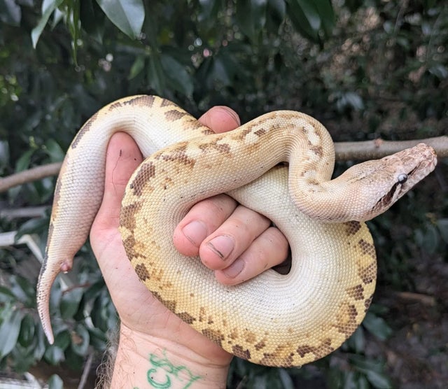 Ivory Blood Python Male ~1.5FT