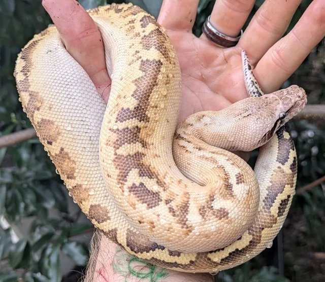 Ivory Blood Python Male ~1.5FT