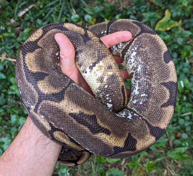 Spider 66% Het Pied Ball Python Female 2414g