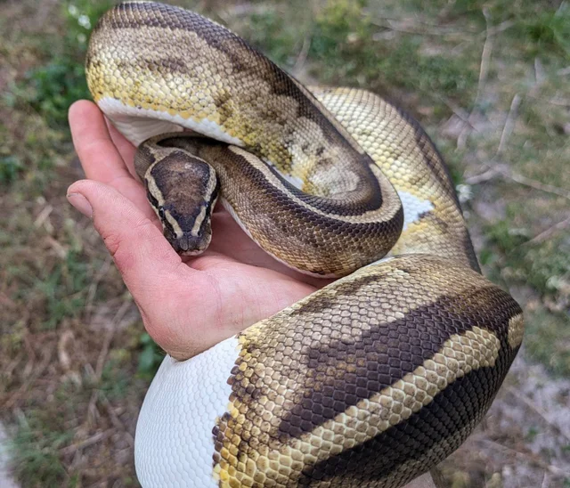 Pied Ball Python Female 1884g Eating live Medium rats!