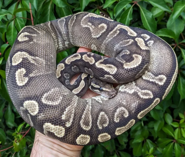 GHI Phantom Yellowbelly Ball Python Female 1253g
