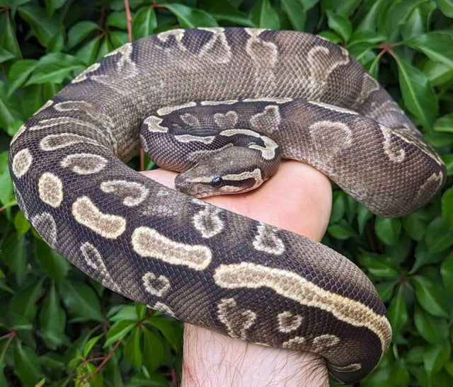 GHI Phantom Yellowbelly Ball Python Female 1253g