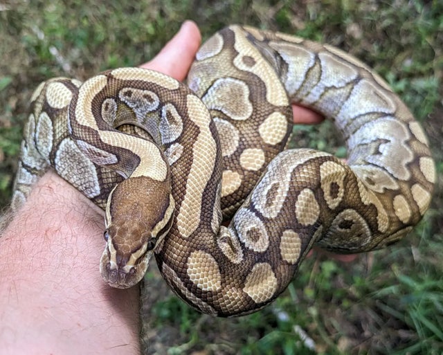 Lesser 100% Het Clown Ball Python Female 1135g