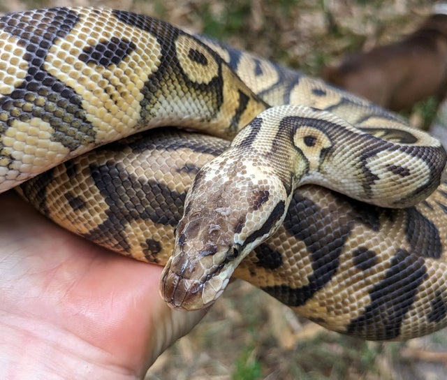 Super Pastel Yellowbelly Ball Python Female 1710g
