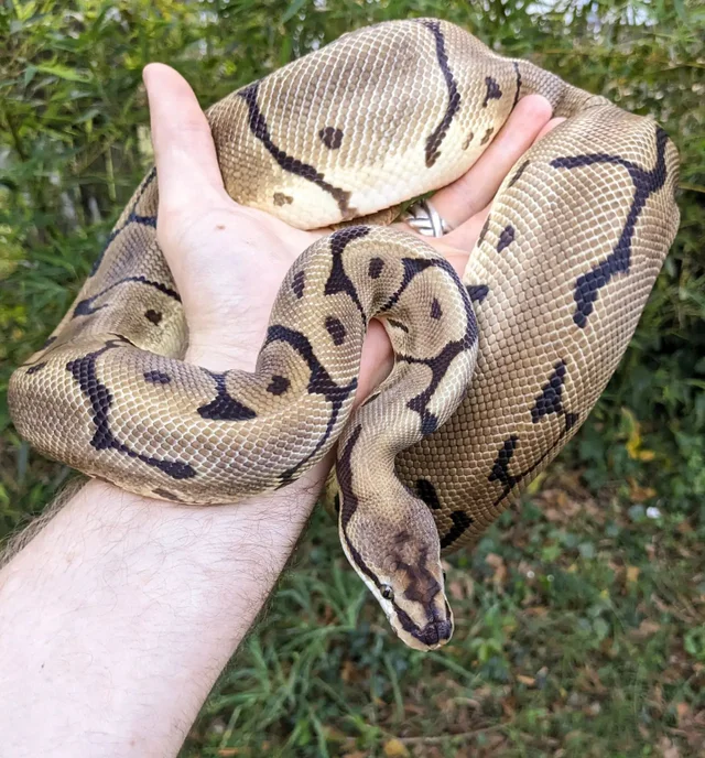 Leopard Spider Female 1624g