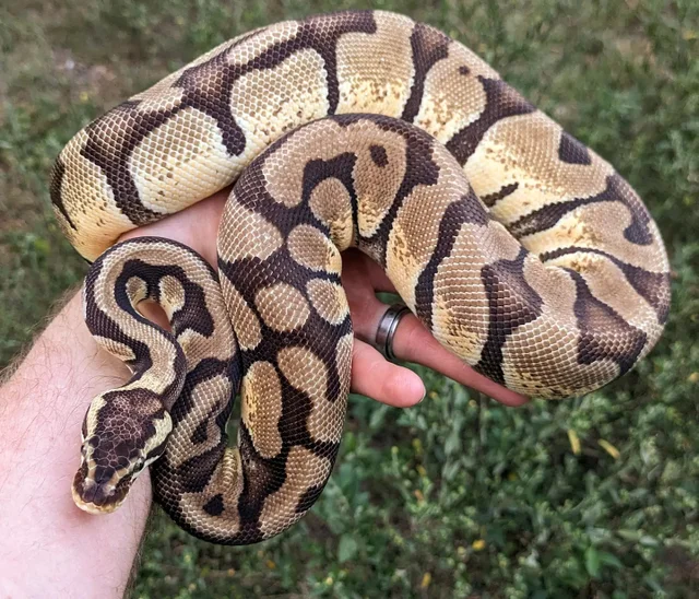 Pastel Enchi Ball Python Female 1027g
