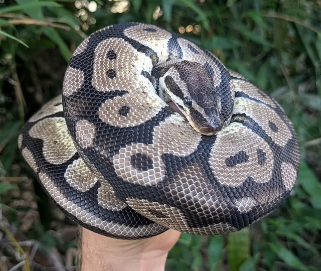 Pastel VPI Axanthic Ball Python Male 625g
