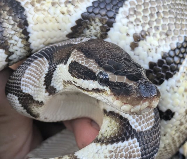 Pastel VPI Axanthic Ball Python Male 625g