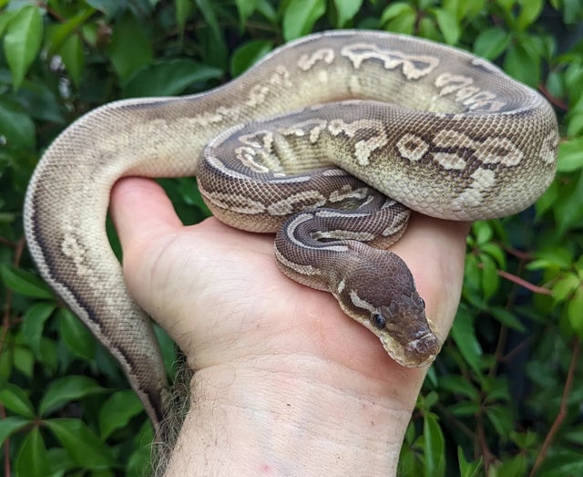 Pewter Mojave Yellowbelly Ball Python Male 323g