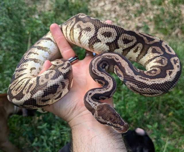 Pastel Hidden Gene Woma Ball Python Male 695g