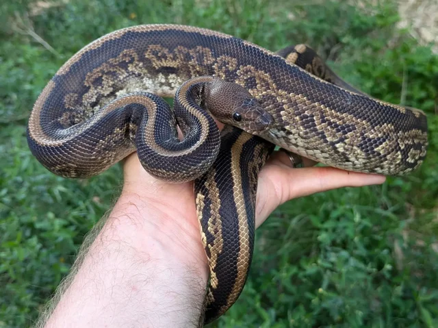 Black Pastel Cinder Ball Python Male 859g