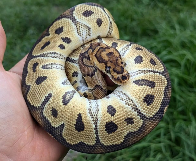 Fire Clown Ball Python Male 286g