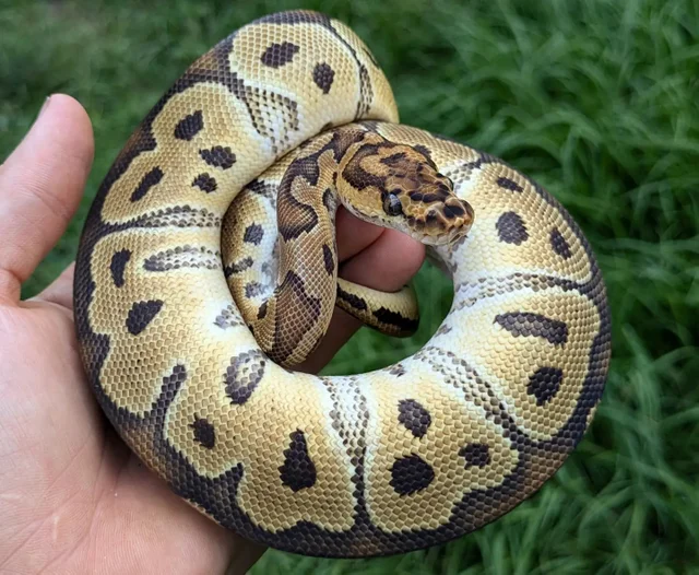 Fire Clown Ball Python Male 286g